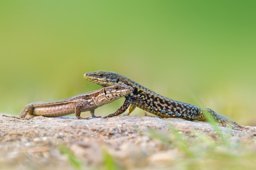 Common Wall Lizard