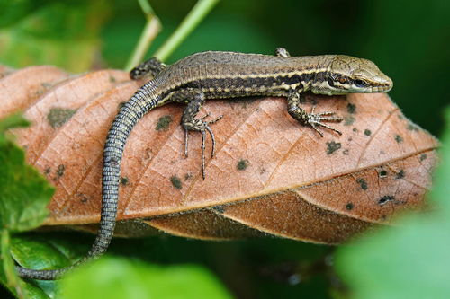 Common Wall Lizard