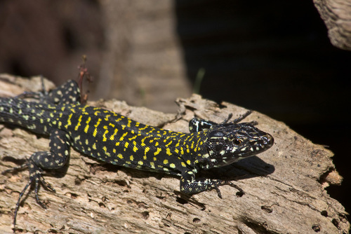 Common Wall Lizard