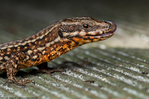 Common Wall Lizard