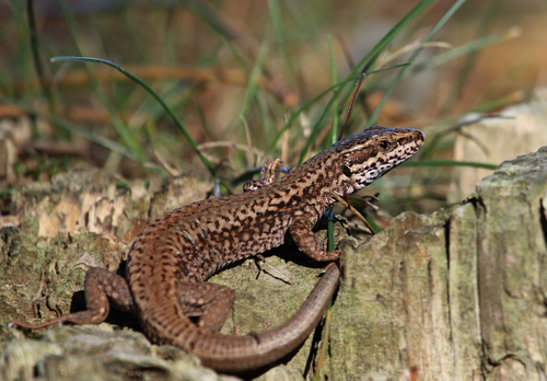 Common Wall Lizard