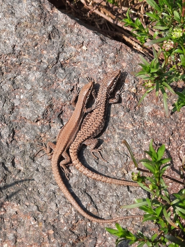 Common Wall Lizard