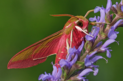 Elephant Hawkmoth