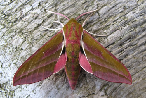 Elephant Hawkmoth