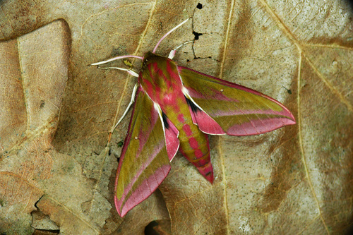 Elephant Hawkmoth