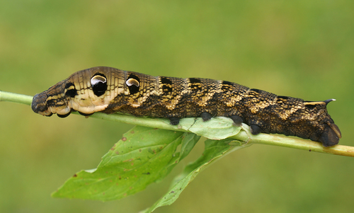 Elephant Hawkmoth