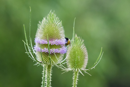 wild teasel