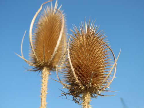 wild teasel