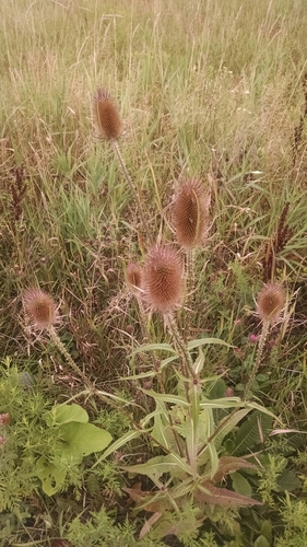 wild teasel