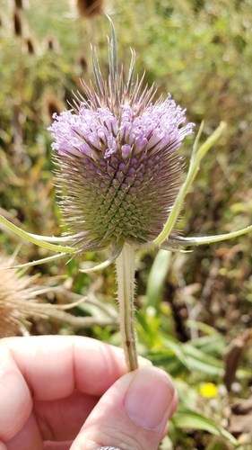 wild teasel