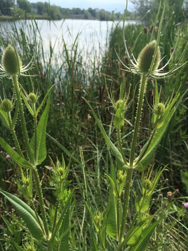 wild teasel