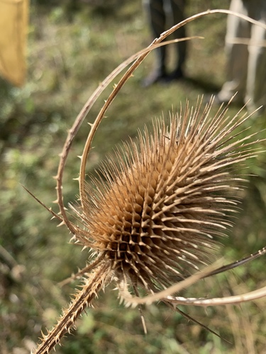 wild teasel