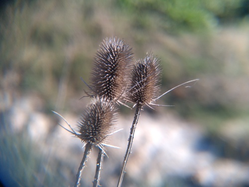 wild teasel
