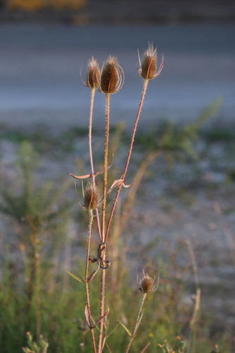 wild teasel