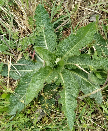 wild teasel