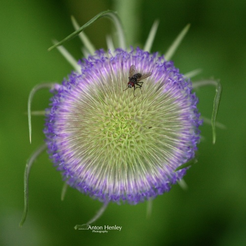 wild teasel