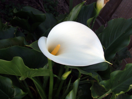 calla lily