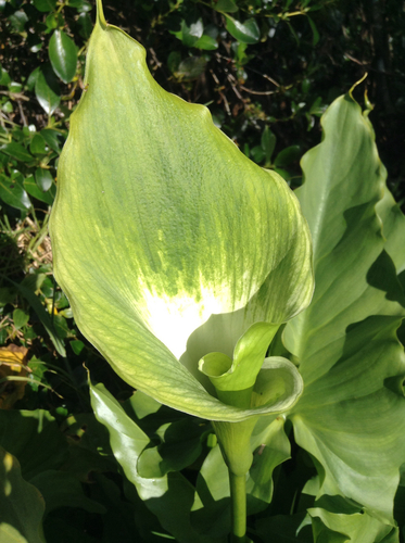 calla lily