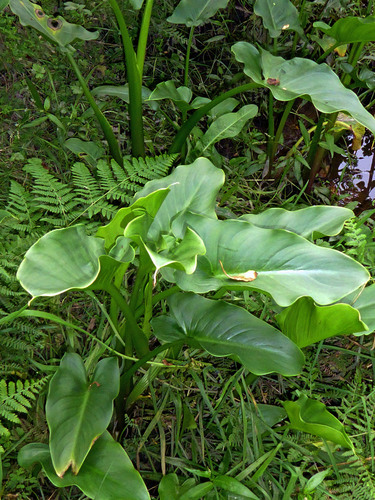 calla lily