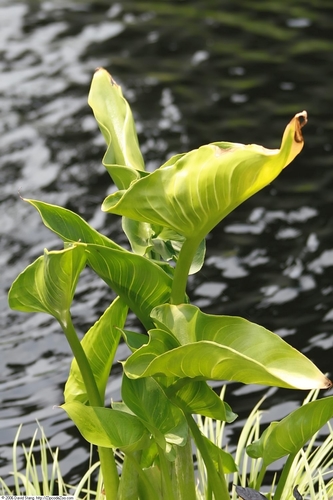 calla lily