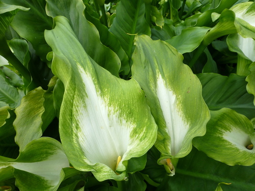 calla lily