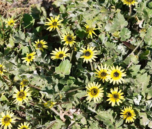 Capeweed