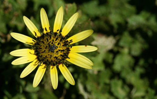 Capeweed