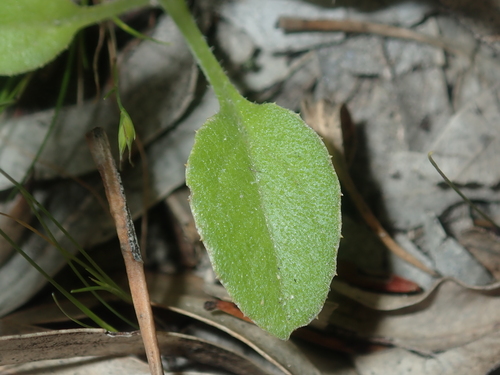 Capeweed