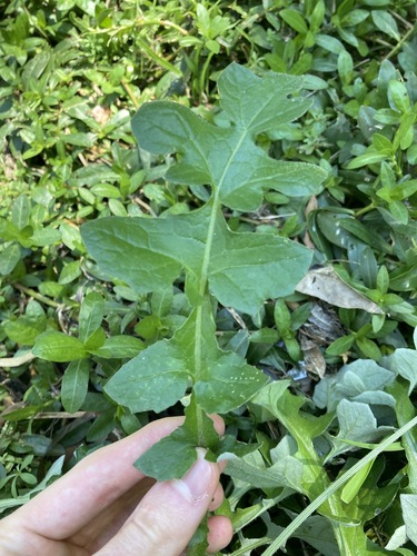 Capeweed