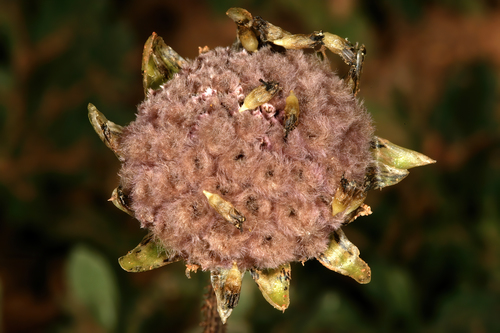 Capeweed