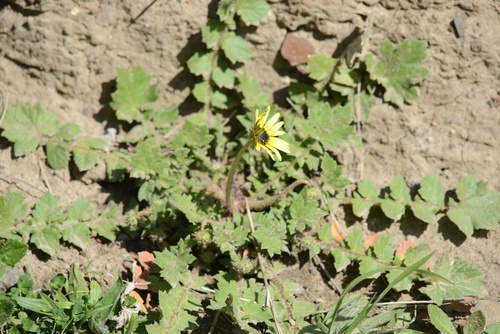 Capeweed