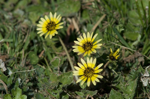 Capeweed