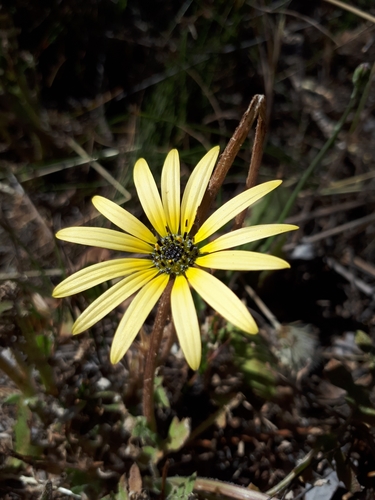 Capeweed