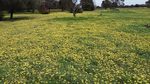 Capeweed