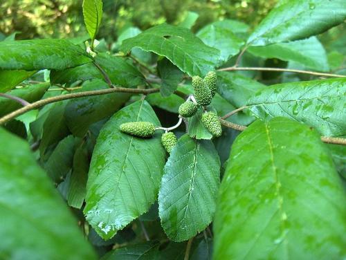 smooth alder