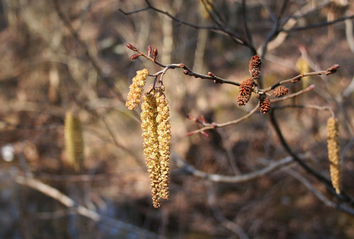 smooth alder