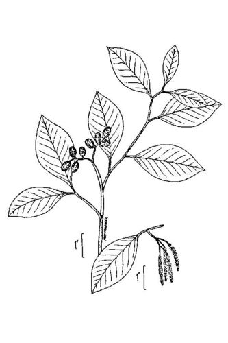 smooth alder