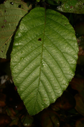 smooth alder