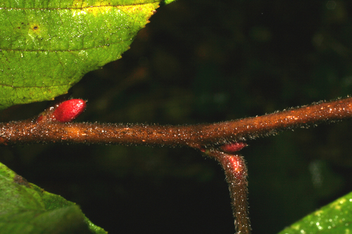 smooth alder
