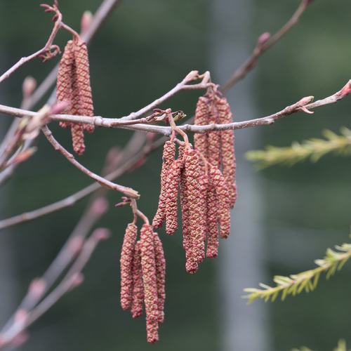 Red Alder