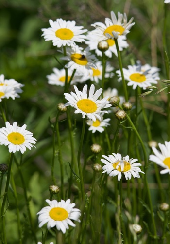 oxeye daisy