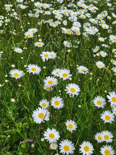 oxeye daisy