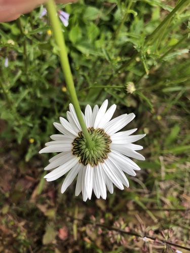 oxeye daisy