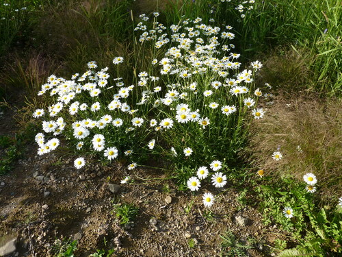 oxeye daisy