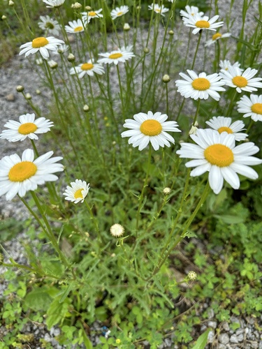 oxeye daisy