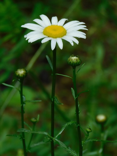 oxeye daisy