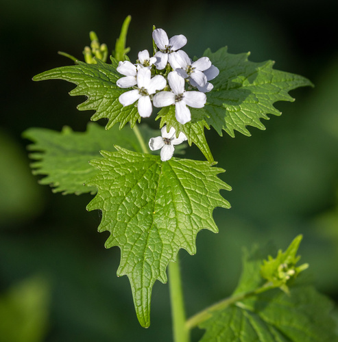 garlic mustard