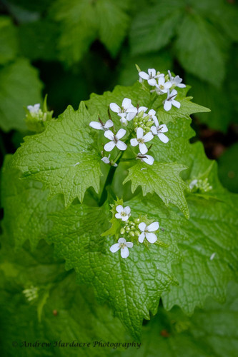garlic mustard