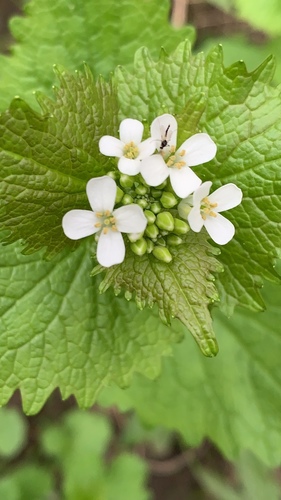 garlic mustard