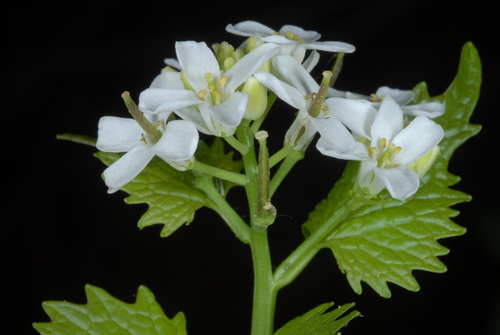 garlic mustard